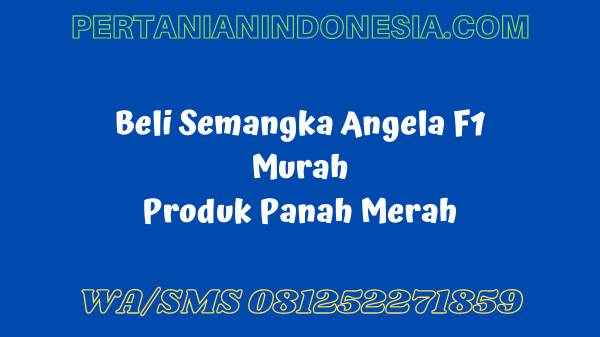 Beli Semangka Angela F1 Murah Produk Panah Merah